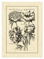 Vintage Besler II Fine Art Print