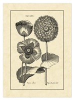 Vintage Besler III Fine Art Print