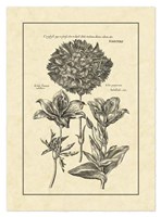 Vintage Besler IV Fine Art Print