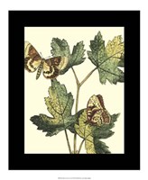 Butterflies & Leaves IV Fine Art Print