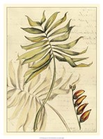 Reminiscence II Fine Art Print