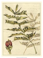 Reminiscence III Fine Art Print