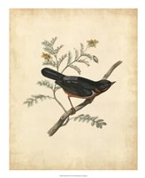 Delicate Birds III Fine Art Print