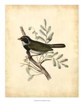 Delicate Birds VI Fine Art Print
