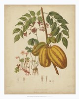 Botanicals V Fine Art Print