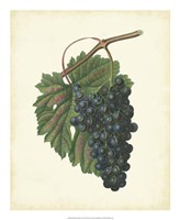 Plantation Grapes I Fine Art Print