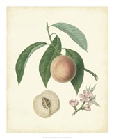 Plantation Peaches I Fine Art Print