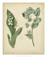 Cottage Florals IV by Sydenham Edwards - 18" x 22"