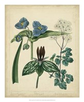 Cottage Florals V by Sydenham Edwards - 18" x 22"