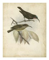 Antique Gould Hummingbird I Fine Art Print
