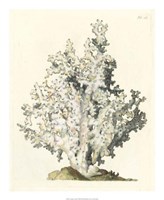 Antique Coral I Fine Art Print
