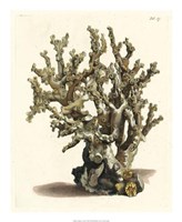 Antique Coral II Fine Art Print