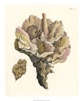 Antique Coral III Fine Art Print