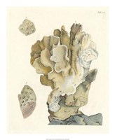 Antique Coral IV Fine Art Print