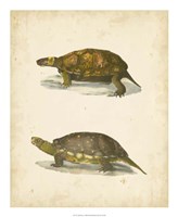 Turtle Duo I Fine Art Print