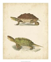 Turtle Duo II Fine Art Print