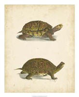 Turtle Duo III Fine Art Print