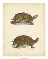 Turtle Duo III Fine Art Print