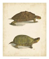 Turtle Duo IV Fine Art Print