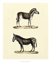 Animal Studies I Fine Art Print