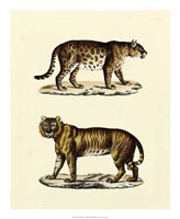 Animal Studies II Fine Art Print