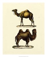 Animal Studies III Fine Art Print