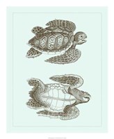 Loggerhead Turtles I Fine Art Print