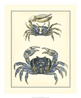 Antique Blue Crabs II Fine Art Print
