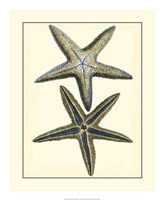 Antique Blue Starfish I Fine Art Print