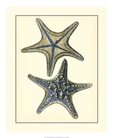 Antique Blue Starfish II Fine Art Print