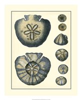 Antique Blue Sanddollar Fine Art Print