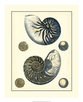Antique Blue Nautilus Fine Art Print