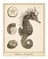 Seahorse Study I Framed Print
