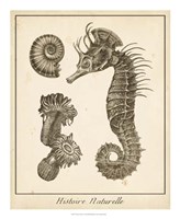 Seahorse Study II Fine Art Print