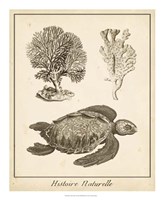 Sea Turtle Study I Fine Art Print