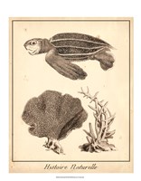 Sea Turtle Study II Framed Print