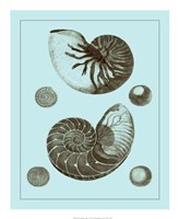 Tinted Shells on Aqua I Fine Art Print