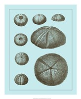 Tinted Shells on Aqua II Fine Art Print