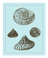 Tinted Shells on Aqua IV Fine Art Print