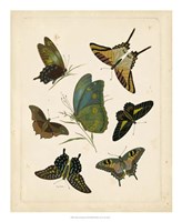 Antique Entomology I Framed Print