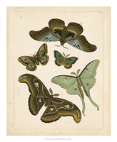 Antique Entomology II Framed Print