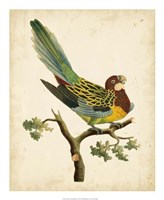 Tropical Bird II Fine Art Print