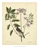 Bird & Botanical I Fine Art Print