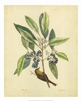 Bird & Botanical V Fine Art Print