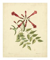 Bird & Botanical VI Fine Art Print