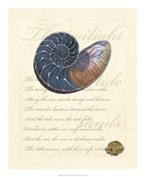 Romance of the Shell I Framed Print