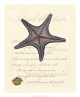 Romance of the Shell II Framed Print