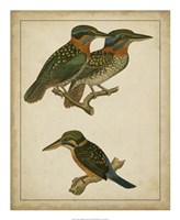 Vintage Kingfishers III Fine Art Print