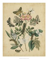 Butterfly Stages I by Vision Studio - 18" x 22" - $27.99