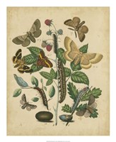 Butterfly Stages II Framed Print